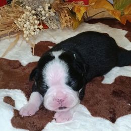 Turquoise Ribbon Male - Black and white male Boston Terrier puppy in Cedar Hill, Texas from Baldwins Boston Terriers