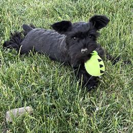 Miniature Schnauzer Puppies from Winona Schnauzers