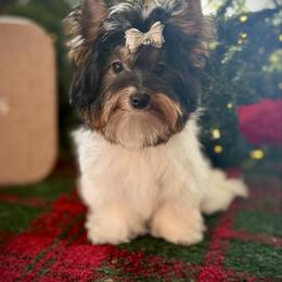 Girl 2 - Black tan and white female Biewer Terrier puppy in Lathrop, California from Forever Charmed