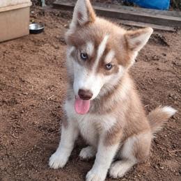 Chubby - Red and white male Siberian Husky puppy in Cassatt, South Carolina from Tundra Storm Siberians