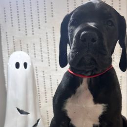 Diesel - Black and white male Great Dane puppy in Liberty, New York from Catskills Greatest Danes