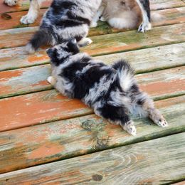 Pomsky Puppies from Pomskies of the Corn