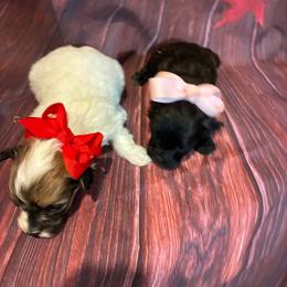 Millie - Chocolate brindle female Havapoo puppy in Brookings, South Dakota from Hofer Pups