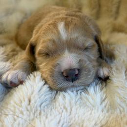 Girl 1 - Apricot female Goldendoodle puppy in Haleyville, Alabama from Susan’s Prefurred Doodles