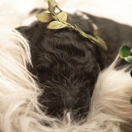 Goldendoodle Puppies from Best Doodles