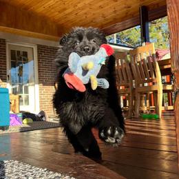 German Shepherd Puppies from Tabor Springs GSD