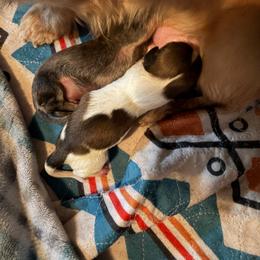 Tator - Piebald male Dachshund puppy in Hockley, Texas from Shans Down Home Doxies