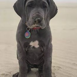 Great Danes from Barlow Rock Danes
