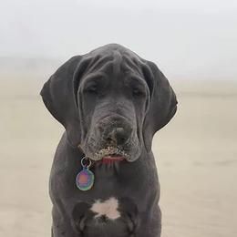 Great Danes from Barlow Rock Danes