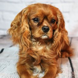 Cavachons, Cavalier King Charles Spaniels, Cavapoos, and Goldendoodles from Manoka's Honeybee