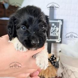 Mr. Dk. Green-2400 - Piebald male Dachshund puppy in Sparr, Florida from From the Heart Doxies