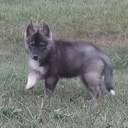 Juniper - Siberian Husky