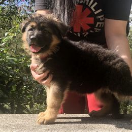 German Shepherd Puppies from Zwinger vom Schneider Wald