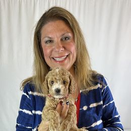 Goldendoodle Puppies from Maryland Designer Doodles