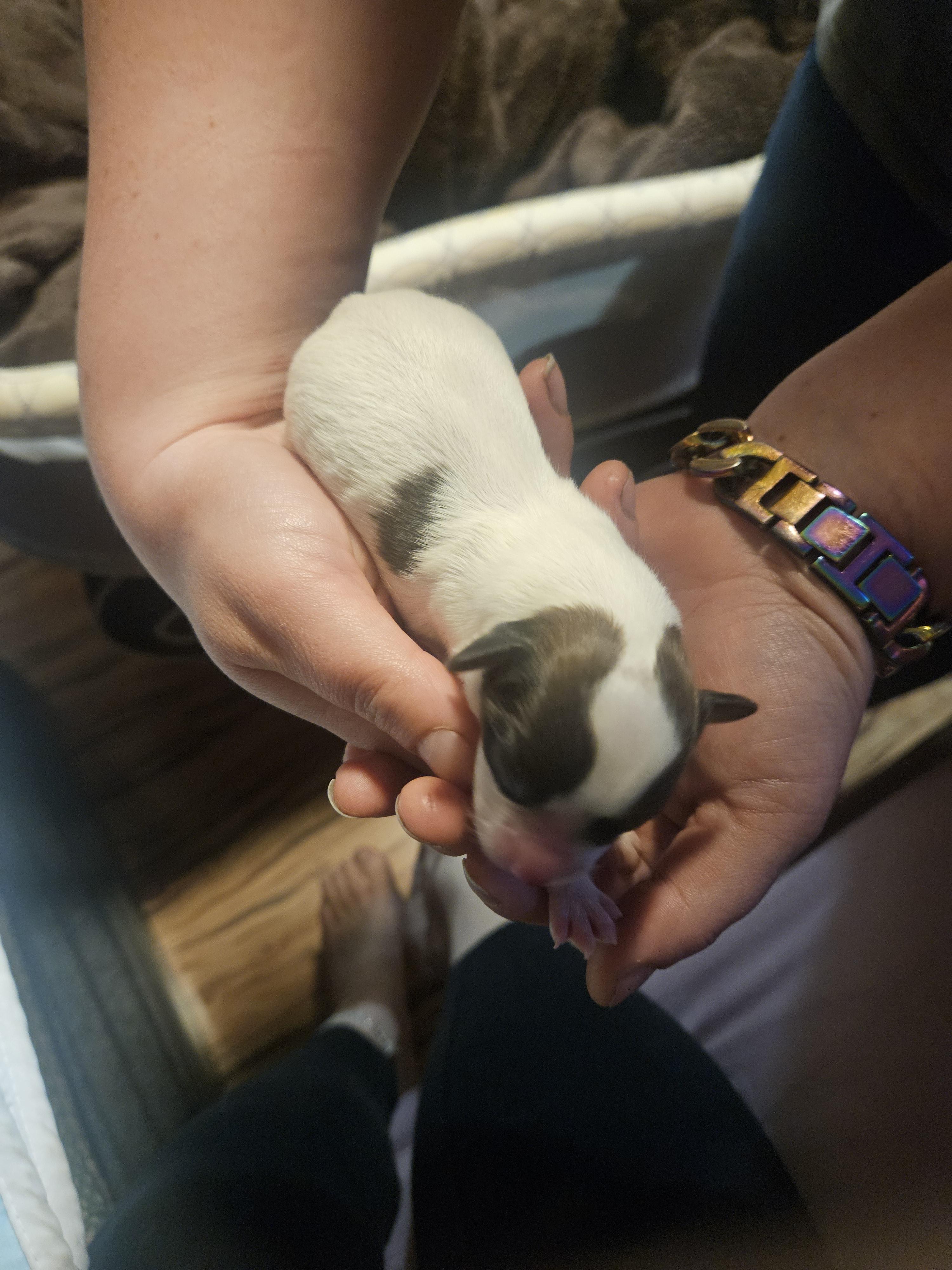 Honey - Red white and sable female Papillon puppy in Middletown, New York from Patti's Pappi Puppies (Puppies due end of July!!!)