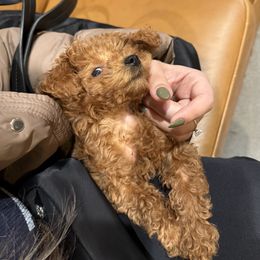 Cavapoo, Cockapoo, and Poodle Puppies from Heavenly Puppies to Love