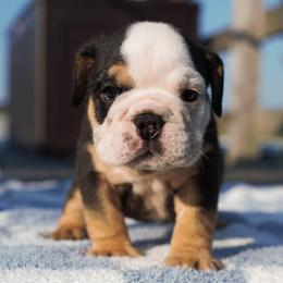 Chuckie - Black tri-color male Bulldog puppy in Warsaw, New York from Hillview Kennels