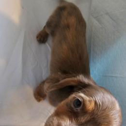 Jack - Chocolate and tan male Dachshund puppy in Strong, Arkansas from Dachshunds R Us