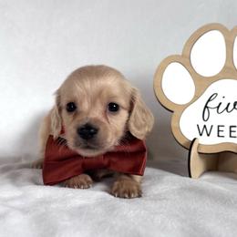 Spiderman - Cream male Dachshund puppy in Dothan, Alabama from Little House Pups