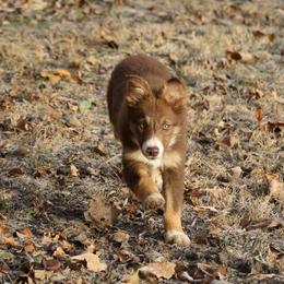 Border Collie, English Setter, and Miniature American Shepherd Puppies from First Harmony Farms