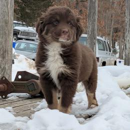 Boy 3 - Red tri male Miniature Australian Shepherd puppy in St. Louis, Missouri from Spotted Rump Ranch