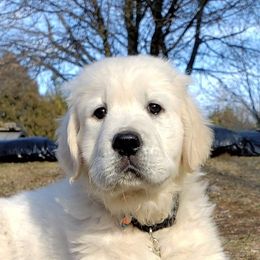 Golden Retriever Puppies from Hearts Of Gold Retrievers LLC