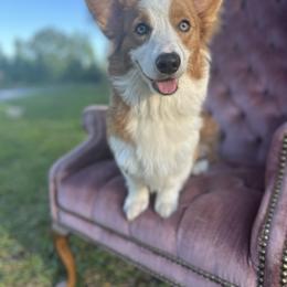 Chalie - Blue male Pembroke Welsh Corgi puppy in Saint George, South Carolina from Carolina cotton candy corgis