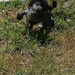 Cowboy hhl black - Black male Chinese Crested puppy in Elizabethtown, Kentucky from Sakkarra Chinese Crested Dogs and Art