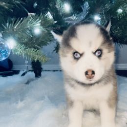 Pomsky Puppies from Oceanway Pomskies