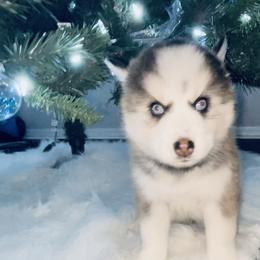 Pomsky Puppies from Oceanway Pomskies