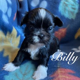 Billy - Black and white male Shih Tzu puppy in Hemet, California from Aloha Shih Tzu