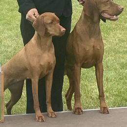 Vizslas from Wata Vizsla