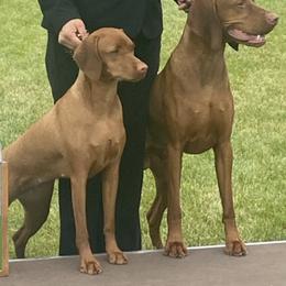 Vizslas from Wata Vizsla