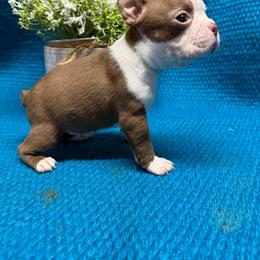 Boy 2 - Seal and white male Boston Terrier puppy in Chillicothe, Ohio from 740 kennels