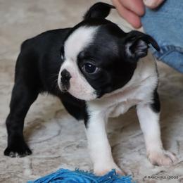 Minnie - Black and white female Boston Terrier puppy in Winnsboro, Texas from JP Ranch Bulldogs