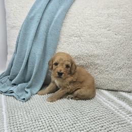 Cedar - Red  male Goldendoodle puppy in Floyd, Virginia from Hearts and Paws Poodles and Doodles