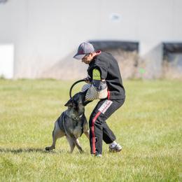 Audi - German Shepherd