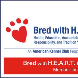 Cardigan Welsh Corgi Puppies from Stornoway Cardigan Welsh Corgis