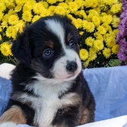 Black Tri female - Black tri female Miniature American Shepherd puppy in Easton, Missouri from Country Creek Kennels
