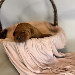 Mardi - Yellow female Labrador Retriever puppy in Rocky Top, Tennessee from Rocky Top Retrievers