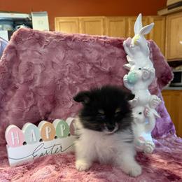 Finn - Black and tan parti male Pomeranian puppy in Success, Missouri from Sweet Success
