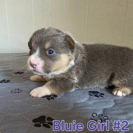 Pembroke Welsh Corgi Puppies from Lindsey Smith