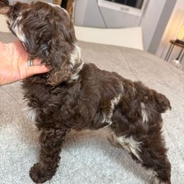 Alfa - Blue roan female Cockapoo puppy in Queens, New York from The 2 Musketeers_Cockapoos