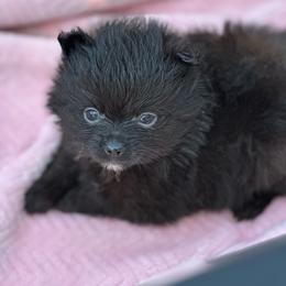 Zion - Black male Pomeranian puppy in Kansas City, Missouri from S&K Pomeranians