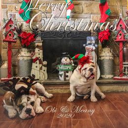 Bulldog Puppies from Pappy's Bullies