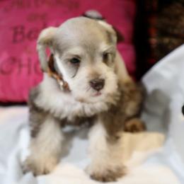 Ms. Coco - Liver female Miniature Schnauzer puppy in Pensacola, Florida from Reservoir Dogs