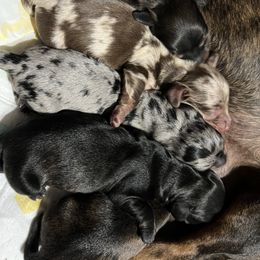 Dachshund Puppies from Lily’s Mini Dachshunds