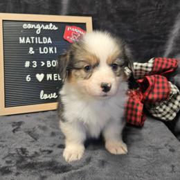 3 red collar boy - Black and tan male Pembroke Welsh Corgi puppy in Harrisburg, Illinois from Parish Corgis