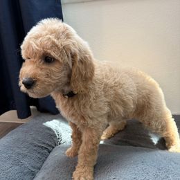 Sunny - Cream male Goldendoodle puppy in Houston, Texas from Were The Mack'Doodles