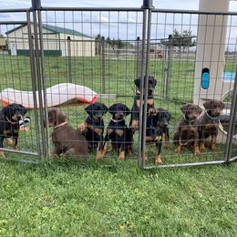 Doberman Pinscher Puppies from Jensen Dobermans